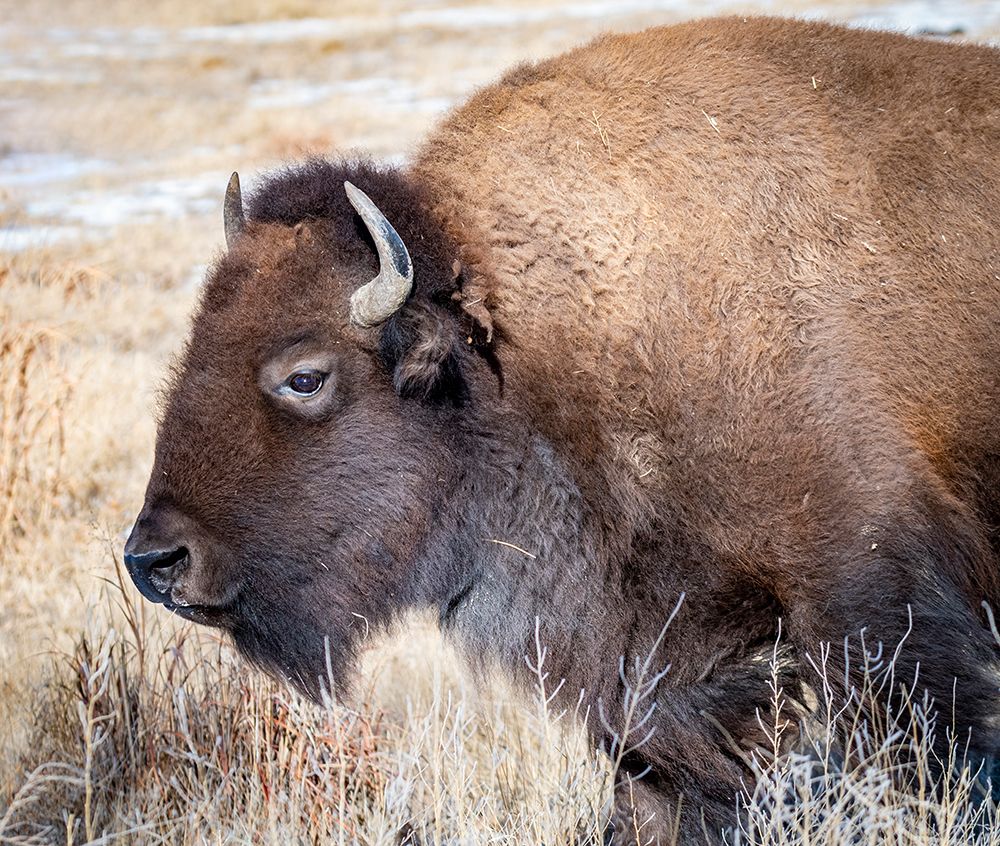 American Bison